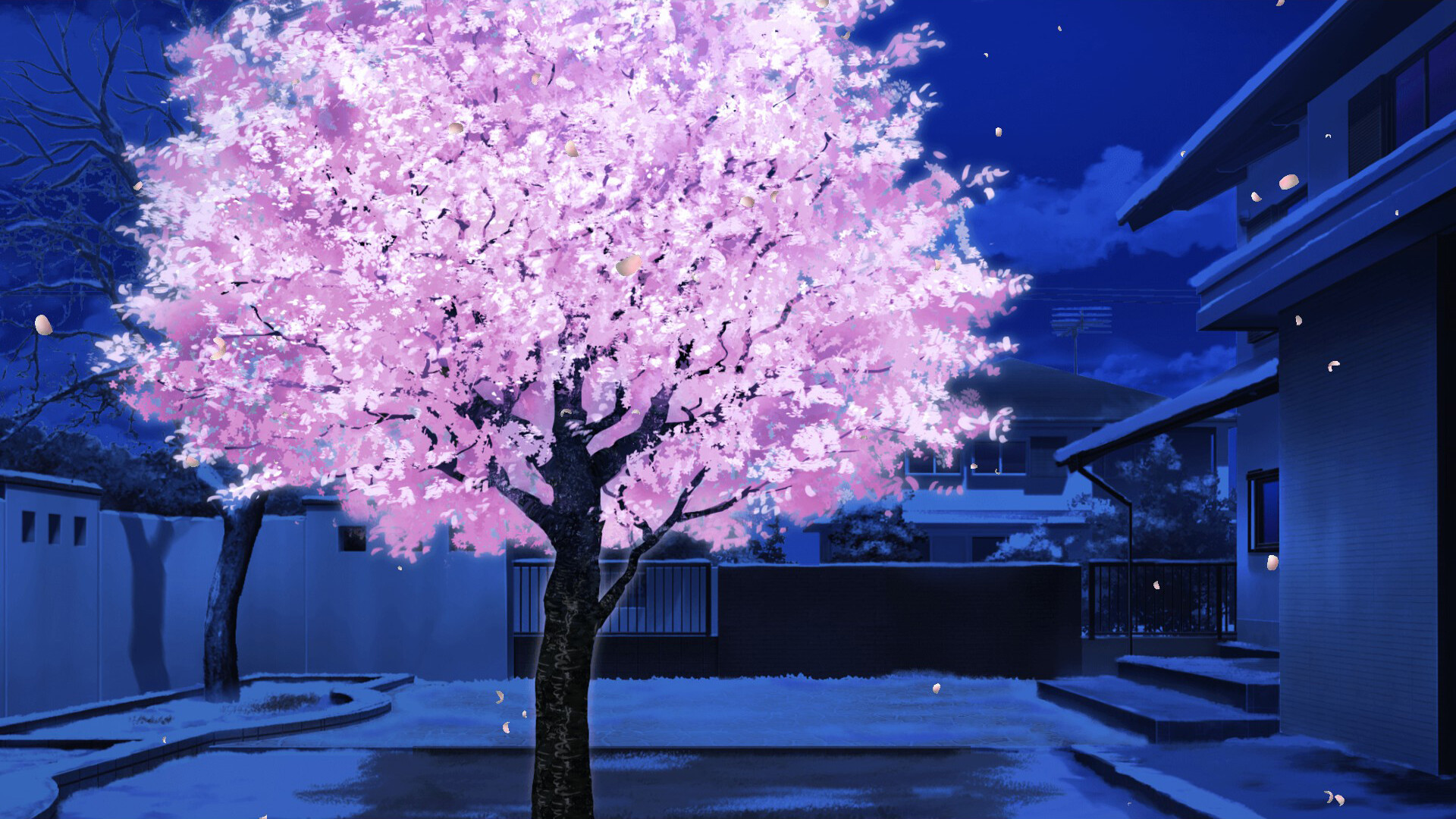 Dreaming in Cherry Blossoms