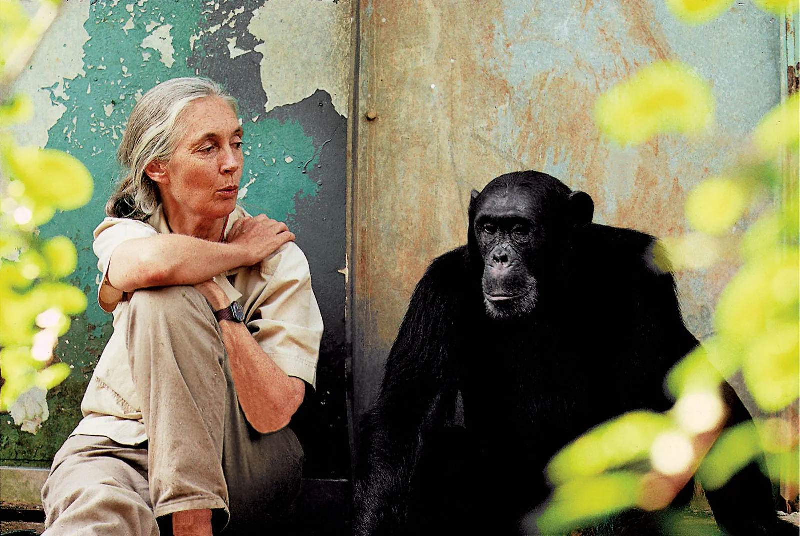 Unbranded wristwatch visible as woman sits with chimpanzee against a worn green background, surrounded by greenery.